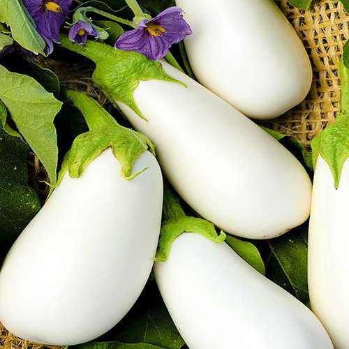 خرید و قیمت بادمجان سفید + فروش صادراتی